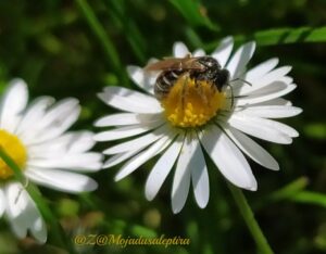 Read more about the article U ČEMU VAM MOGU POMOĆI NARODNI LEKOVI ?