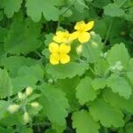 Rusa (Chelidonium majus L.)