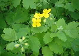 Read more about the article 