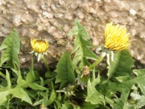Read more about the article Maslačak (Taraxacum officinale)
