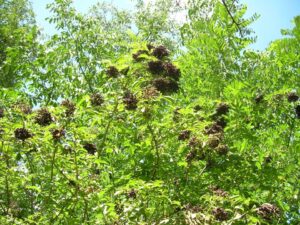 Read more about the article Zova