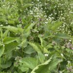 Prirodna sredstva za jačanje imuniteta