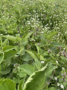 Read more about the article Prirodna sredstva za jačanje imuniteta