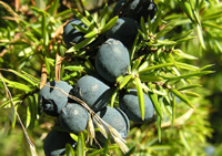 Read more about the article Sirovo bez pesticida