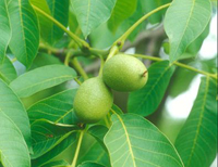 Otkriveno tajno svojstvo oraha