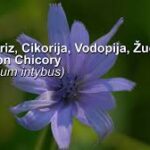Cikorija (Cichorium intybus)