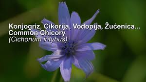 Read more about the article Cikorija (Cichorium intybus)