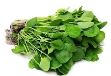 Read more about the article Potočarka