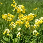 Jagorčevina (Primula officinalis)