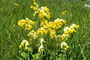Read more about the article Jagorčevina (Primula officinalis)